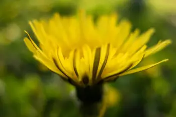 MNISZEK LEKARSKI WYCIĄG Mikrocząsteczkowy 50ml płynny krople ekstrakt - obrazek 4