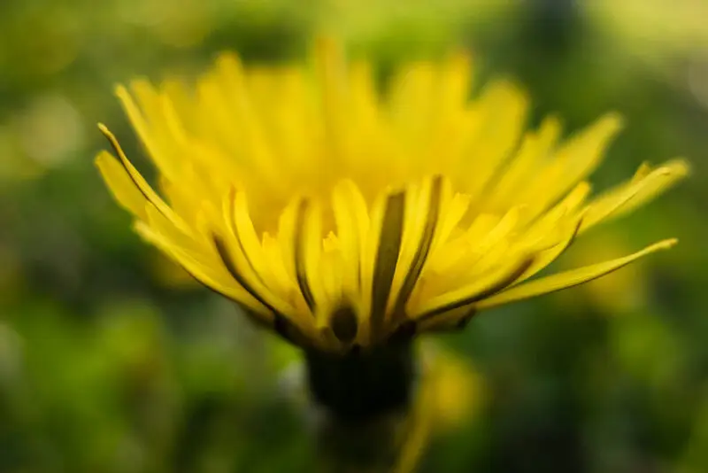 MNISZEK LEKARSKI WYCIĄG Mikrocząsteczkowy 50ml płynny krople ekstrakt - obrazek 4