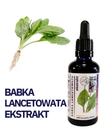 BABKA LANCETOWATA WYCIĄG Mikrocząsteczkowy 50ml krople ekstrakt - obrazek 3