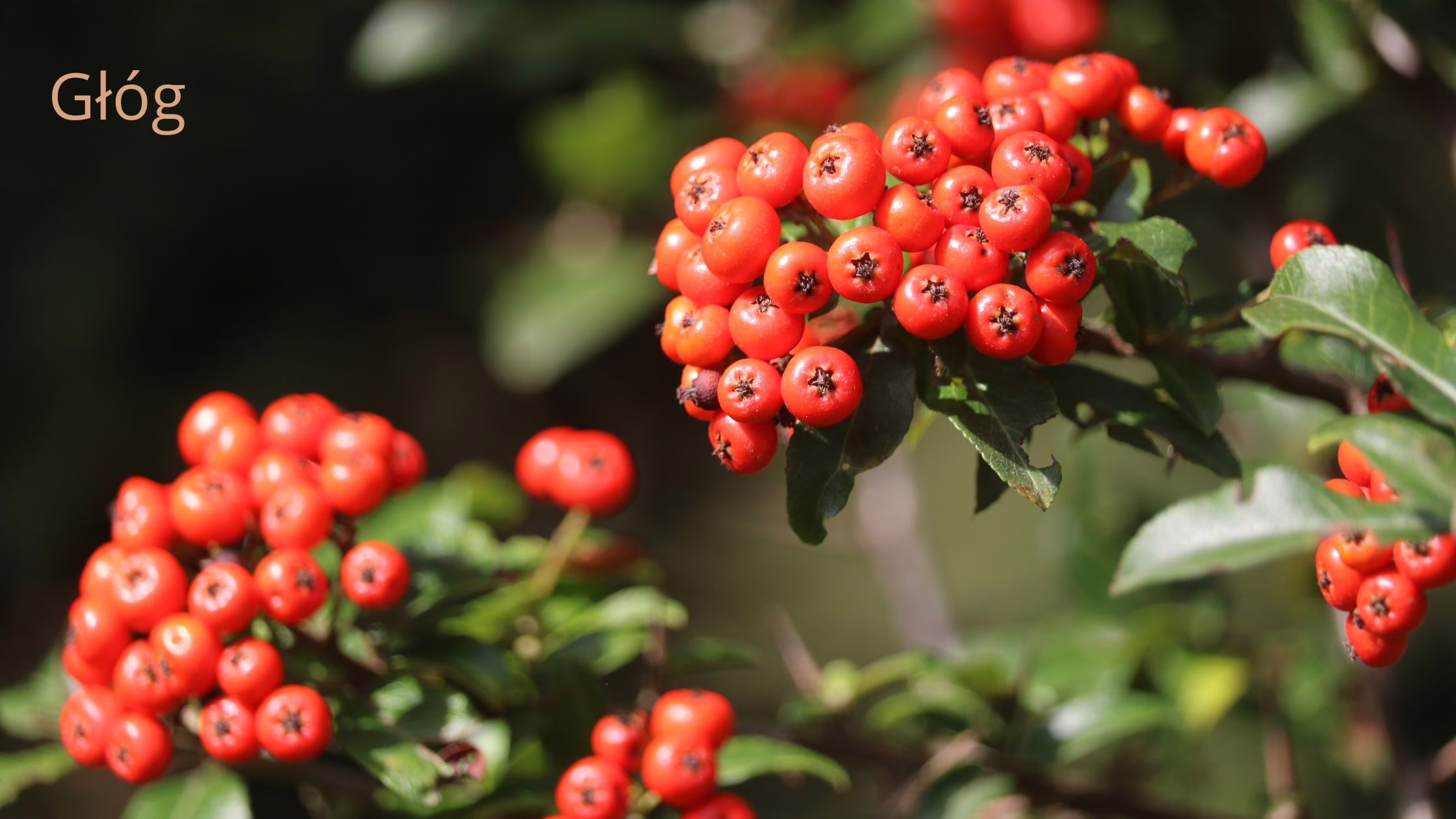 Głów, źródło witamin