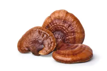 Grzyb Grzybek Reishi WYCIĄG Mikrocząsteczkowy 50ml krople ekstrakt - obrazek 2
