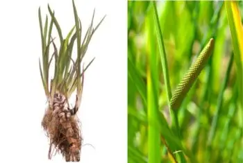 Tatarak kłącze WYCIĄG Mikrocząsteczkowy 50ml krople ekstrakt - obrazek 3