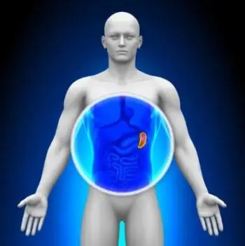 HEPTASULIN zioła | trzustka 90 kapsułek - obrazek 2